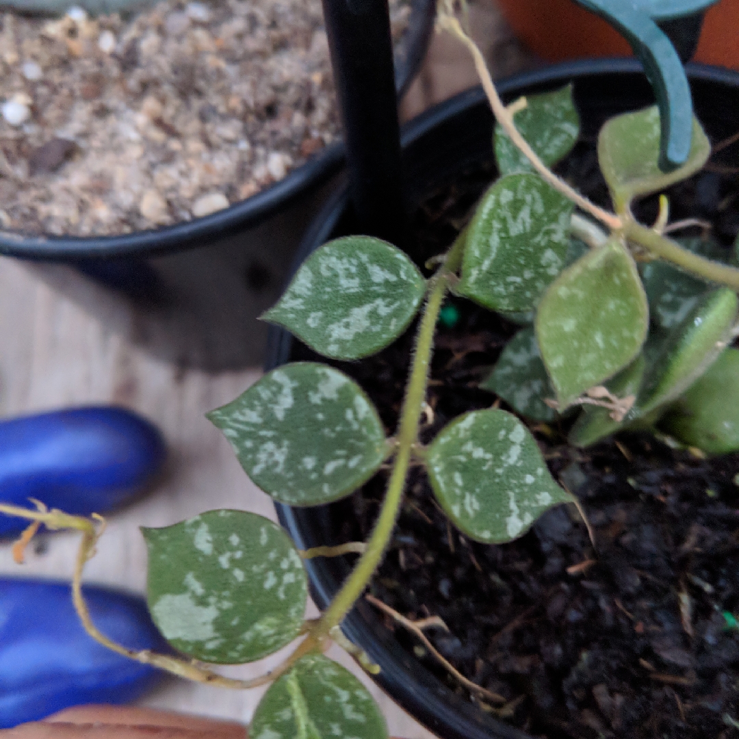 Tiny-leaf Porcelain Flower Hoya in the GardenTags plant encyclopedia