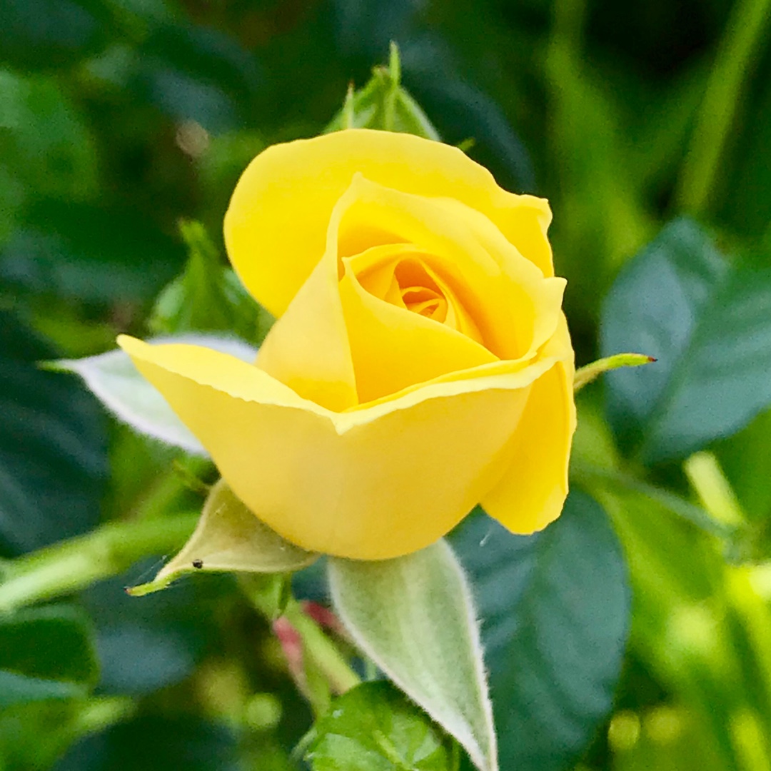Rosa Grandpa Dickson in the GardenTags plant encyclopedia Hybrid Tea Rose Grandpa Dickson in the GardenTags plant encyclopedia