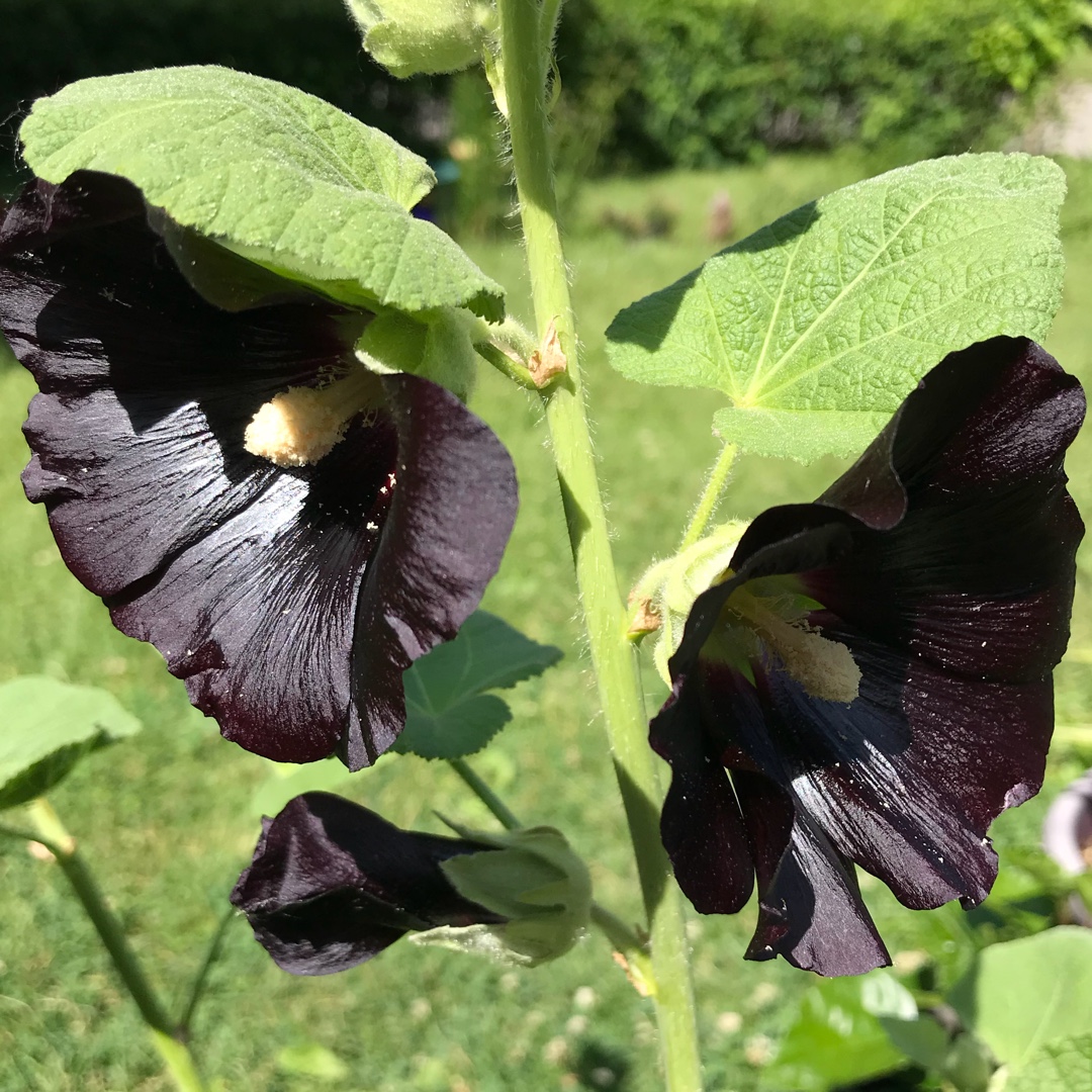 Alcea rosea Blacknight (Spotlight Series) in the GardenTags plant encyclopedia Hollyhock Blacknight in the GardenTags plant encyclopedia
