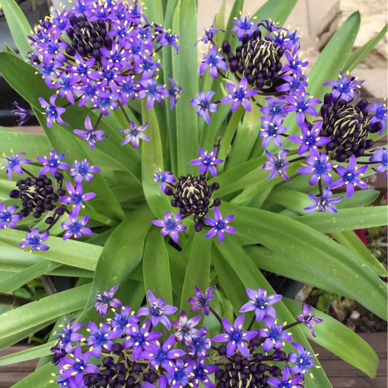 Scilla peruviana Sapphire Blue (Carribean Jewels Series) in the GardenTags plant encyclopedia Portuguese Squill Sapphire Blue in the GardenTags plant encyclopedia