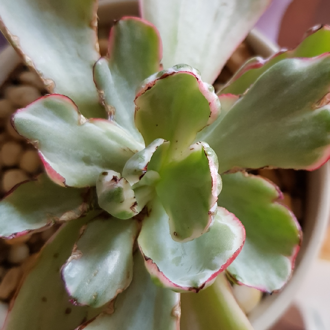 Echeveria Flying Cloud in the GardenTags plant encyclopedia Echeveria Flying Cloud in the GardenTags plant encyclopedia