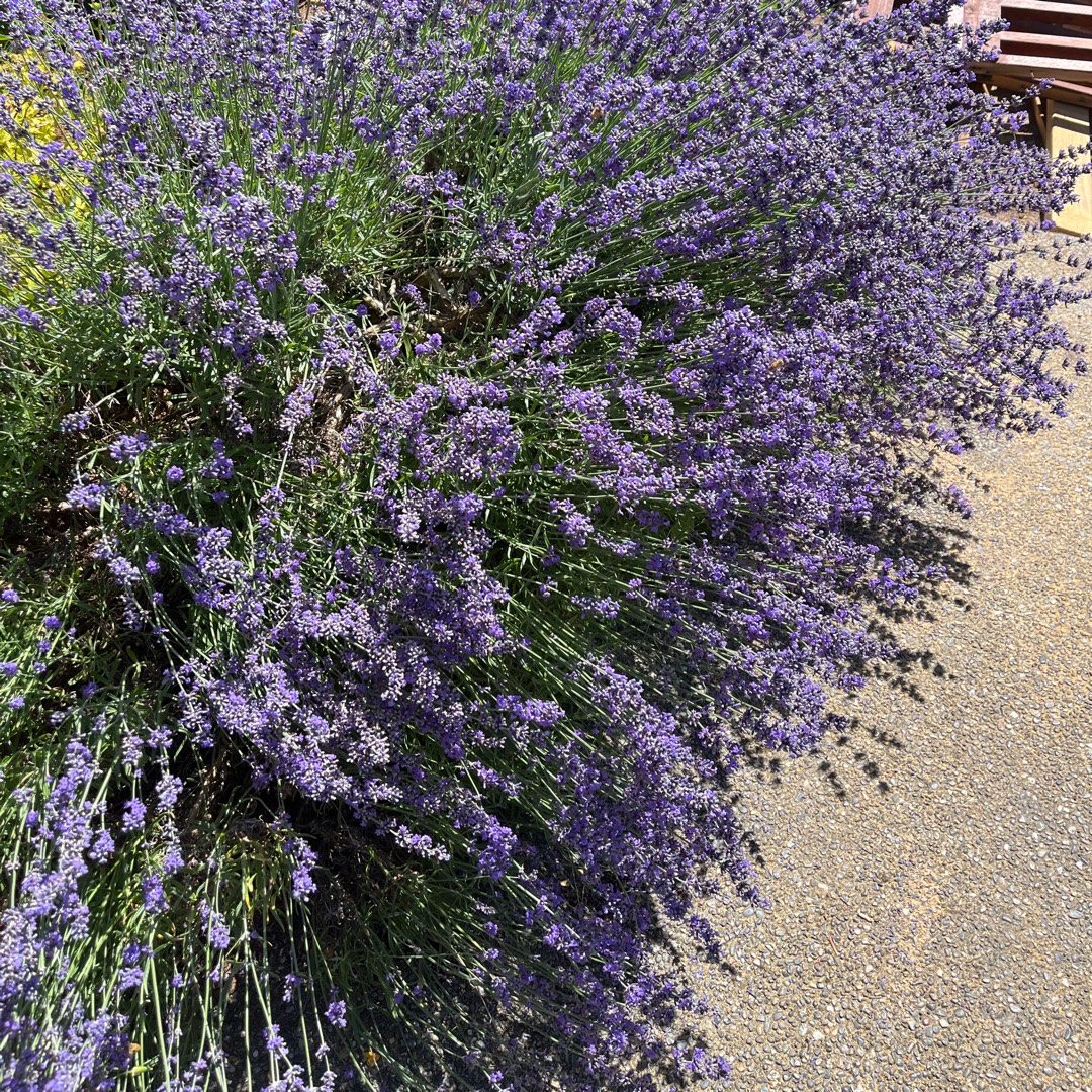 Lavandula Armtipp01 syn. Lavandula Big Time Blue in the GardenTags plant encyclopedia Lavender Big Time Blue in the GardenTags plant encyclopedia
