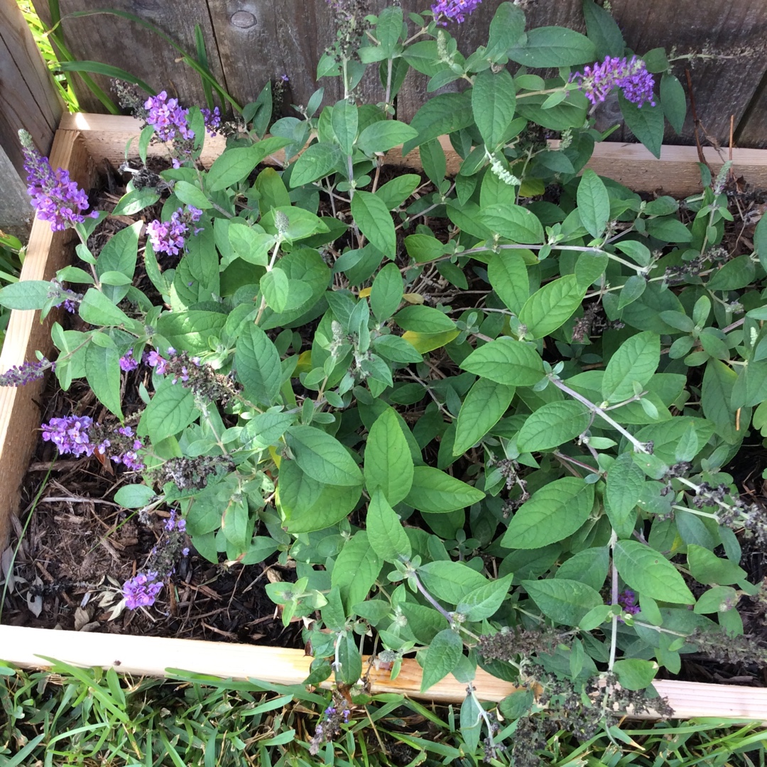 Buddleja Blue Chip Junior (Lo and Behold Series) in the GardenTags plant encyclopedia Butterfly Bush Blue Chip Junior in the GardenTags plant encyclopedia