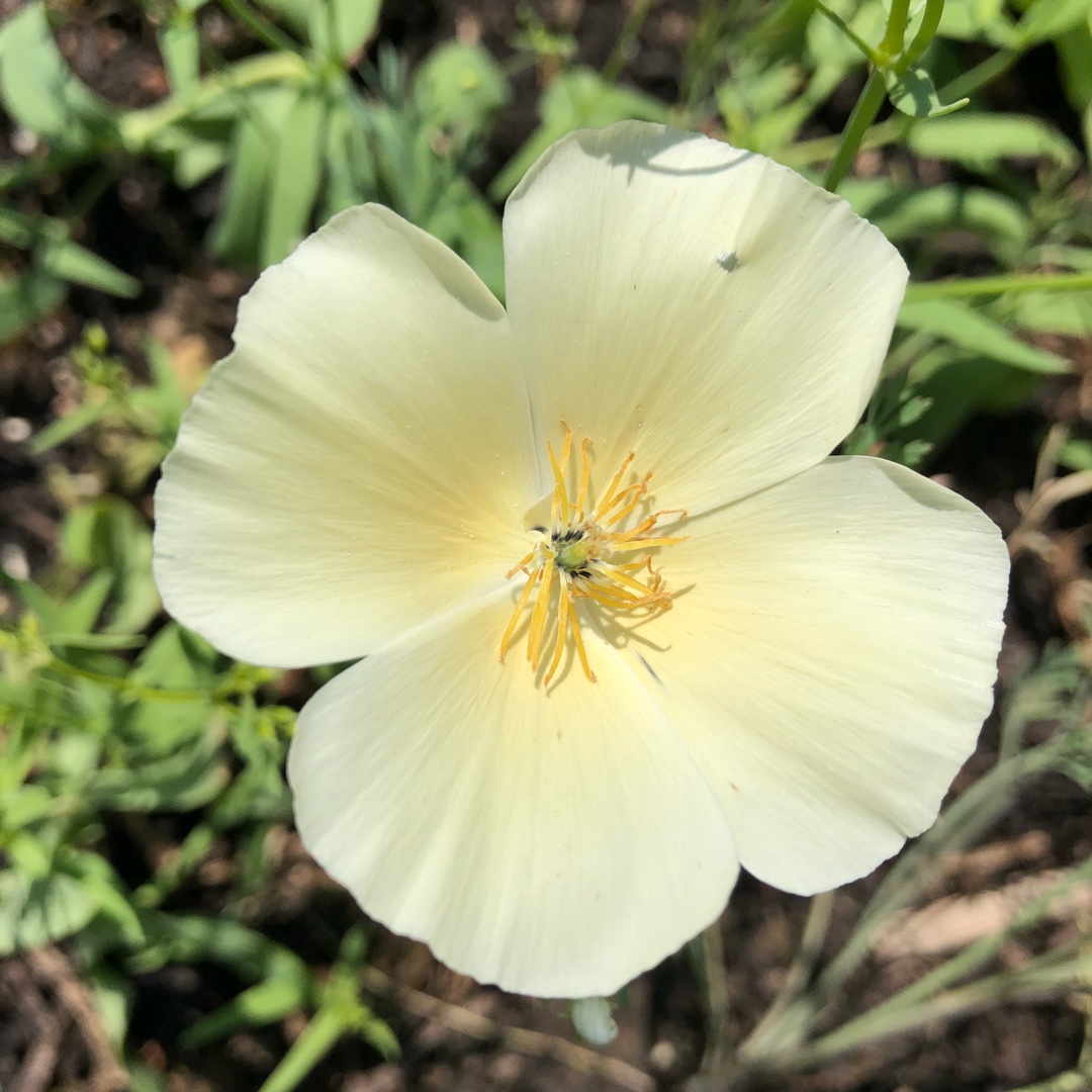 California Poppy Mission Bells in the GardenTags plant encyclopedia