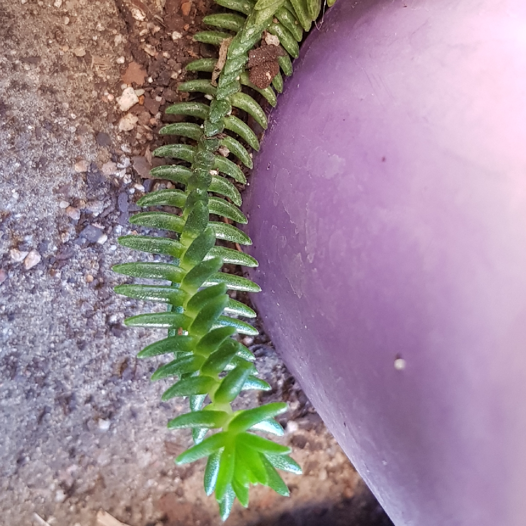 Crassula Imperialis in the GardenTags plant encyclopedia Giants Watch Chain in the GardenTags plant encyclopedia