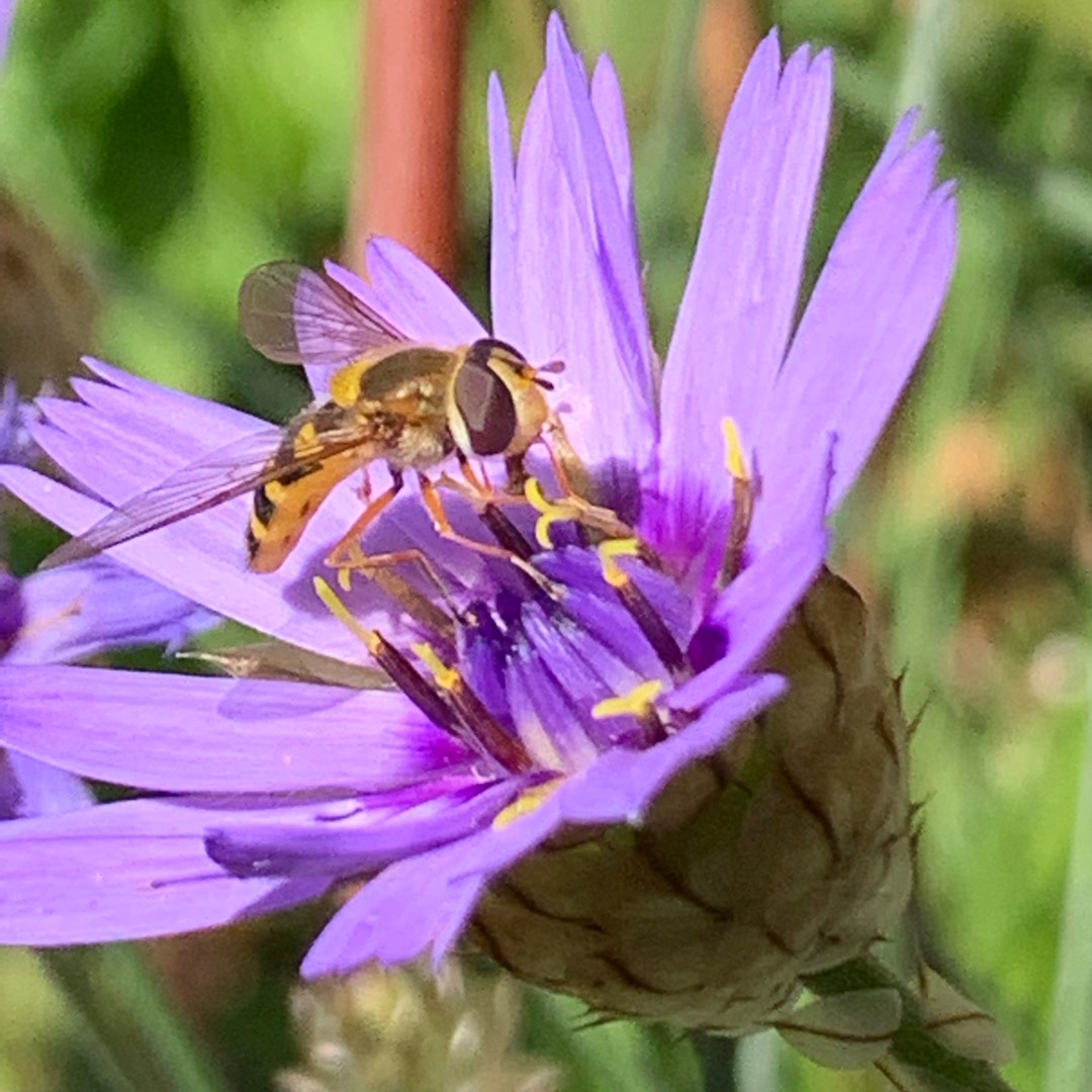 Catananche Caerulea Amor Blue in the GardenTags plant encyclopedia Cupids Dart Amor Blue in the GardenTags plant encyclopedia