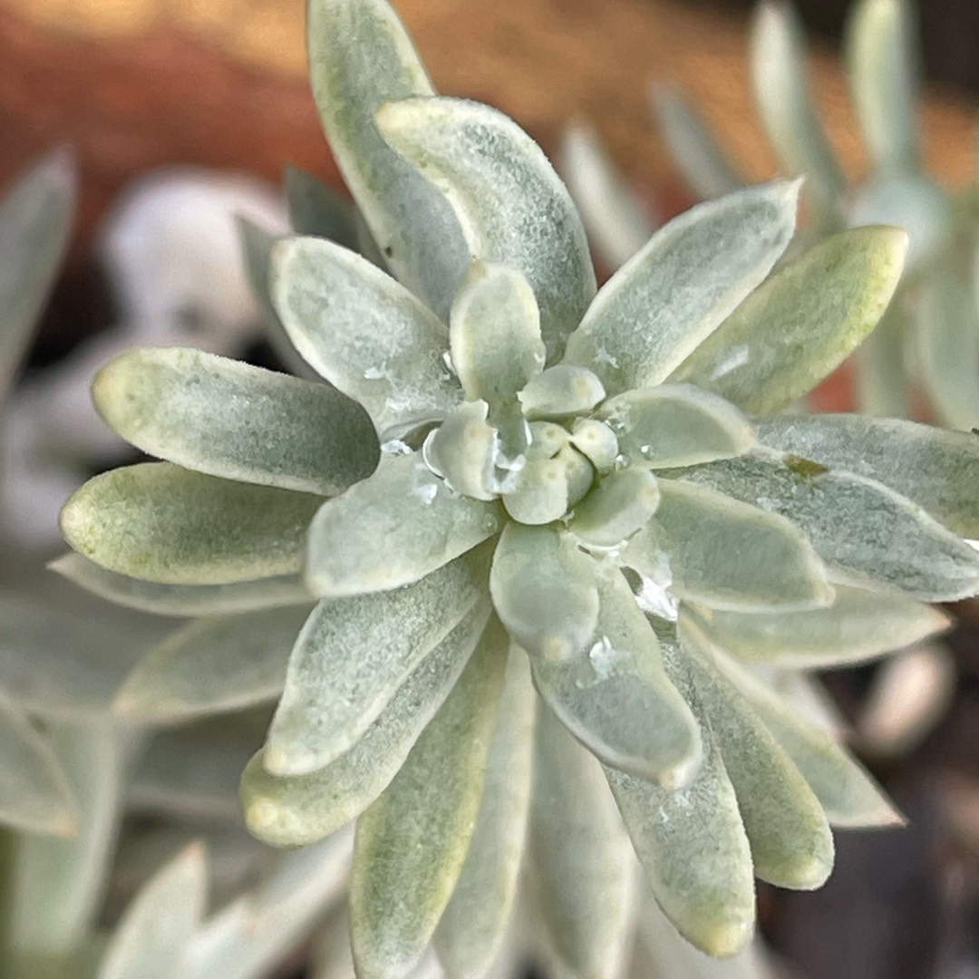 Sedum reflexum var. chameleon in the GardenTags plant encyclopedia Sedum Chameleon in the GardenTags plant encyclopedia
