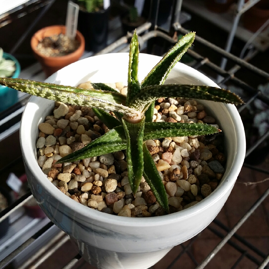 x Gasteraloe Helen Haage in the GardenTags plant encyclopedia Gasteraloe Helen Haage in the GardenTags plant encyclopedia
