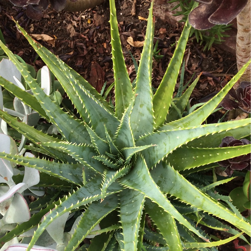 Aloe Spinosissima in the GardenTags plant encyclopedia Spider Aloe in the GardenTags plant encyclopedia