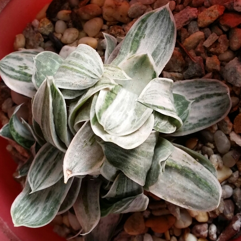 Gasteria Shinanu Fuji in the GardenTags plant encyclopedia Gasteria Shinanu Fuji in the GardenTags plant encyclopedia