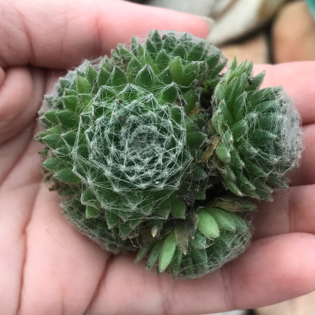 Sempervivum Arachnoideum Tim Tim in the GardenTags plant encyclopedia Sempervivum Arachnoideum Tim Tim in the GardenTags plant encyclopedia