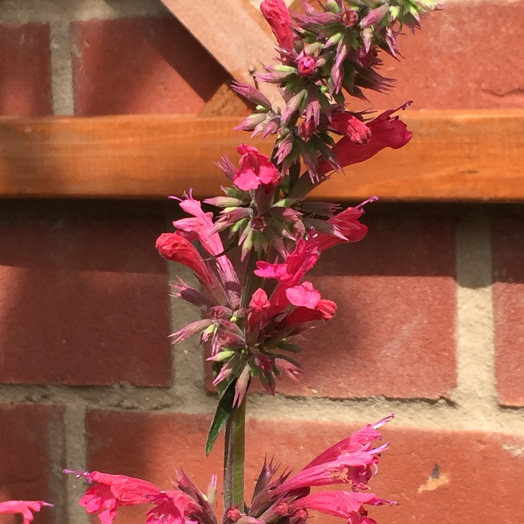 Agastache mexicana Red Fortune in the GardenTags plant encyclopedia Mexican giant hyssop Red Fortune in the GardenTags plant encyclopedia