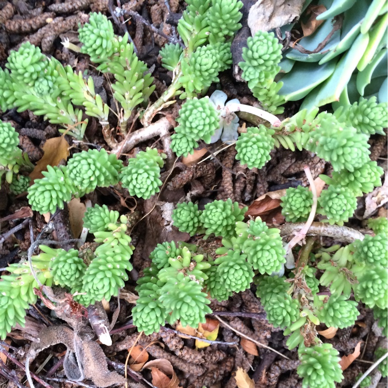 Sedum Multiceps in the GardenTags plant encyclopedia Stonecrop Multiceps in the GardenTags plant encyclopedia