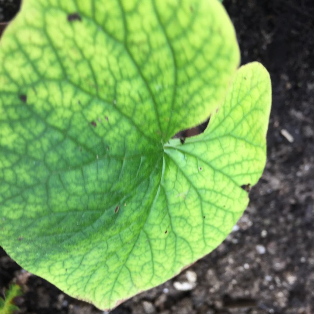 Brunnera sibirica in the GardenTags plant encyclopedia Siberian Bugloss in the GardenTags plant encyclopedia
