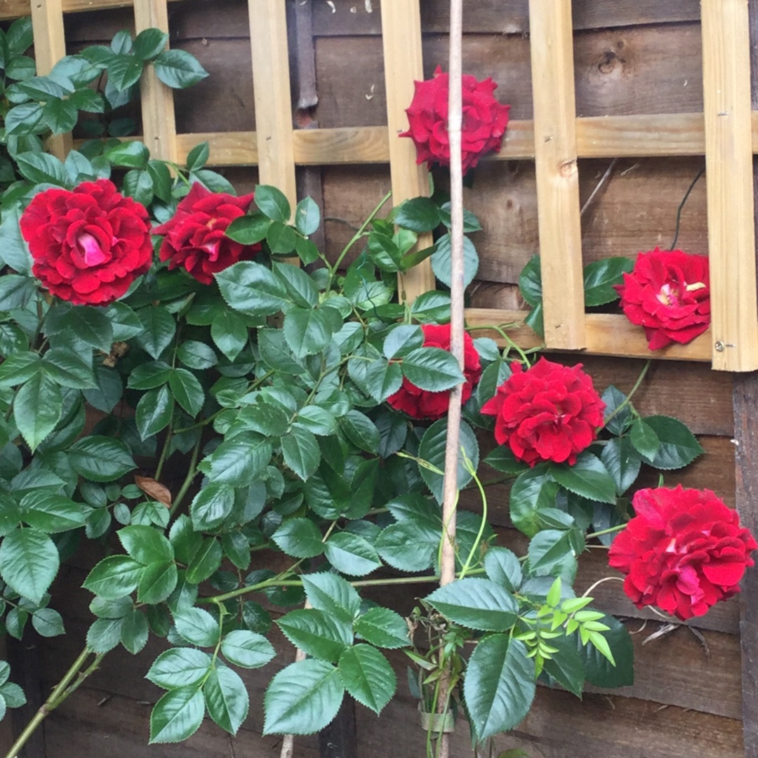Rosa Blooming Marvellous in the GardenTags plant encyclopedia Rose Blooming Marvellous in the GardenTags plant encyclopedia