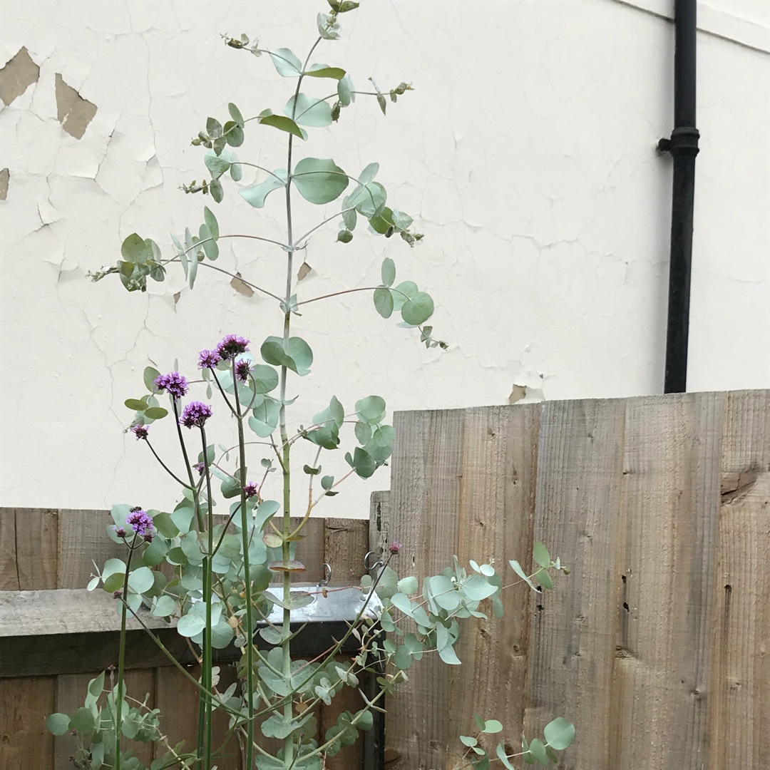 Tingiringi Gum in the GardenTags plant encyclopedia