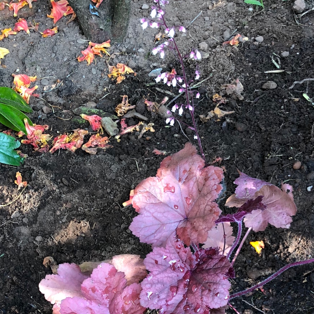 Heuchera Beaujolais in the GardenTags plant encyclopedia Coral Bells Beaujolais in the GardenTags plant encyclopedia