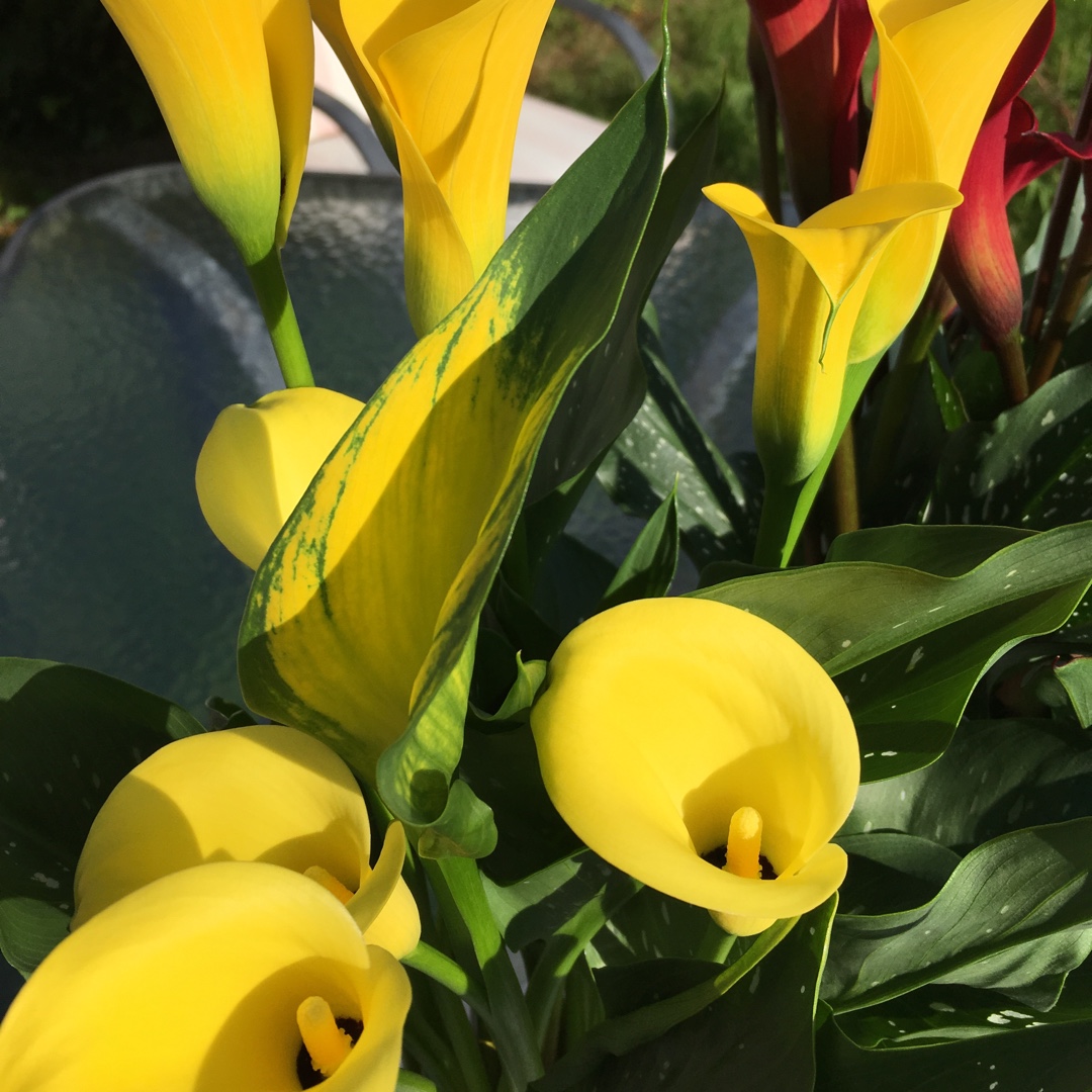 Zantedeschia Sun Club in the GardenTags plant encyclopedia Calla Lily Sun Club in the GardenTags plant encyclopedia