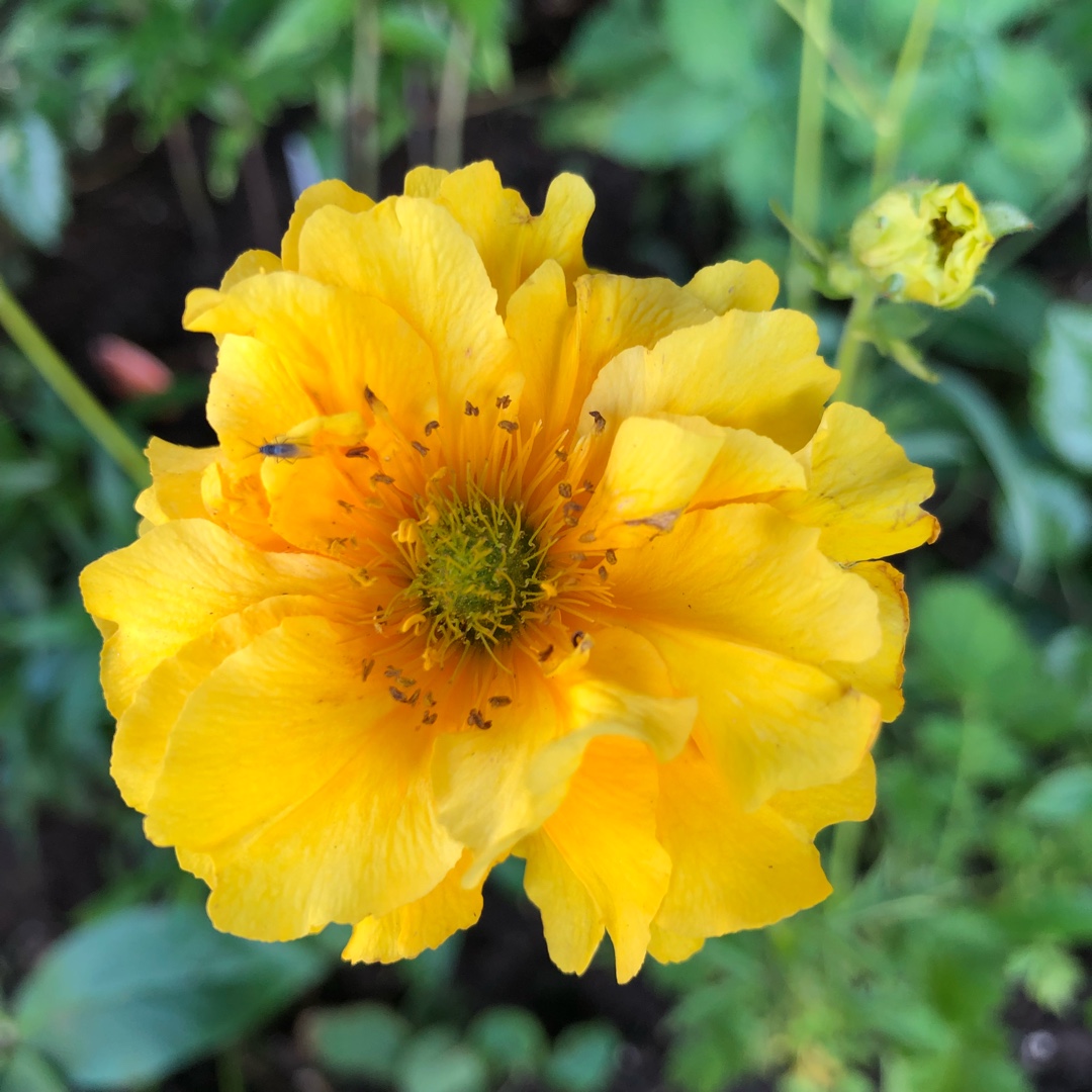 Geum Sunrise in the GardenTags plant encyclopedia Avens Sunrise in the GardenTags plant encyclopedia