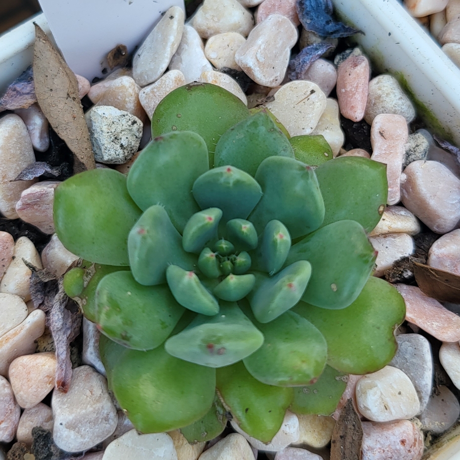 Echeveria Sierra in the GardenTags plant encyclopedia Echeveria Sierra in the GardenTags plant encyclopedia