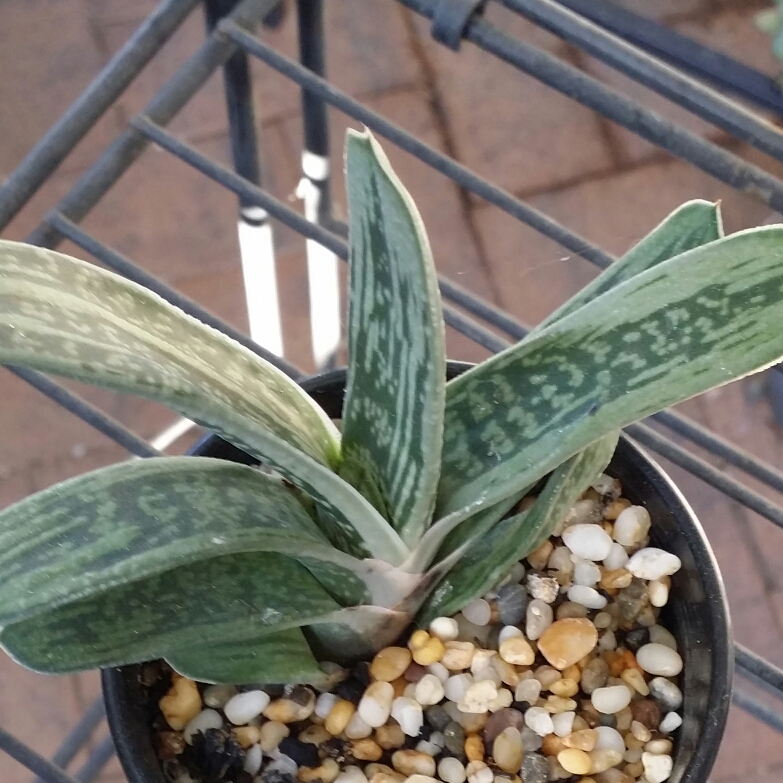 Gasteria Big Brother in the GardenTags plant encyclopedia Gasteria Big Brother in the GardenTags plant encyclopedia