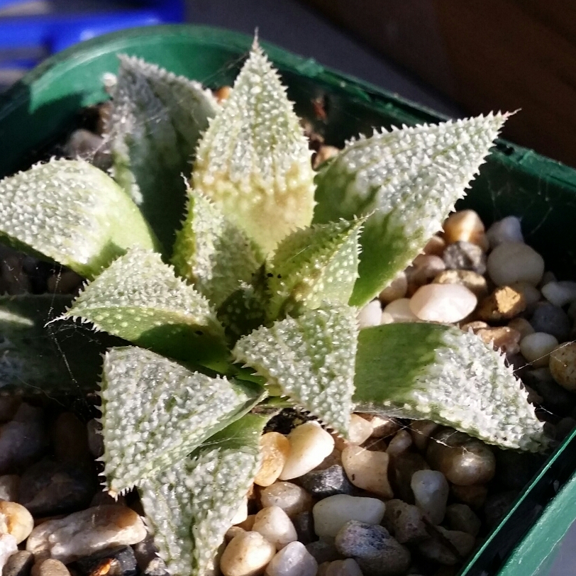 Haworthia No 62 in the GardenTags plant encyclopedia Haworthia No 62 in the GardenTags plant encyclopedia