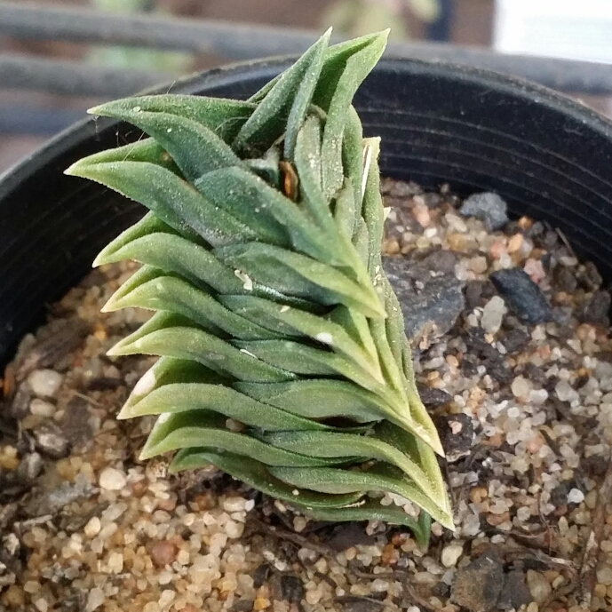 Haworthiopsis viscosa syn. Haworthia viscosa in the GardenTags plant encyclopedia Haworthiopsis viscosa in the GardenTags plant encyclopedia