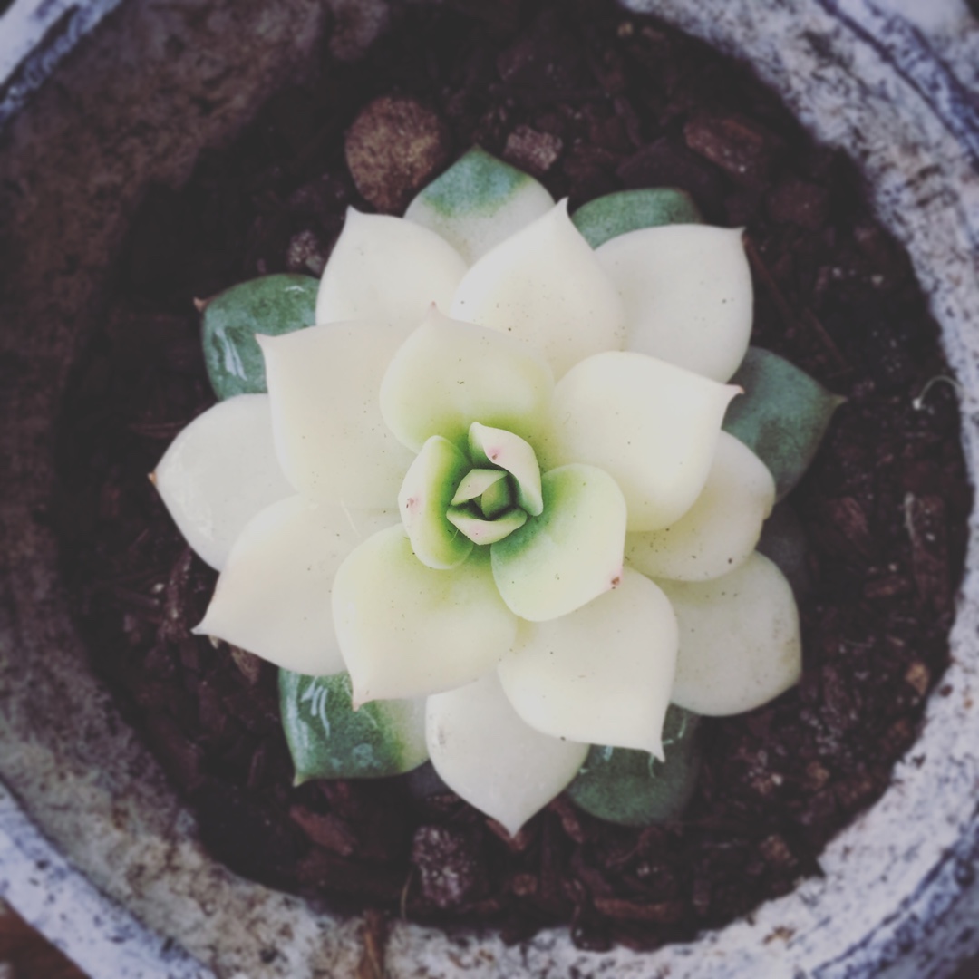 Echeveria Solicensis Variegata in the GardenTags plant encyclopedia Echeveria Solicensis Variegated in the GardenTags plant encyclopedia