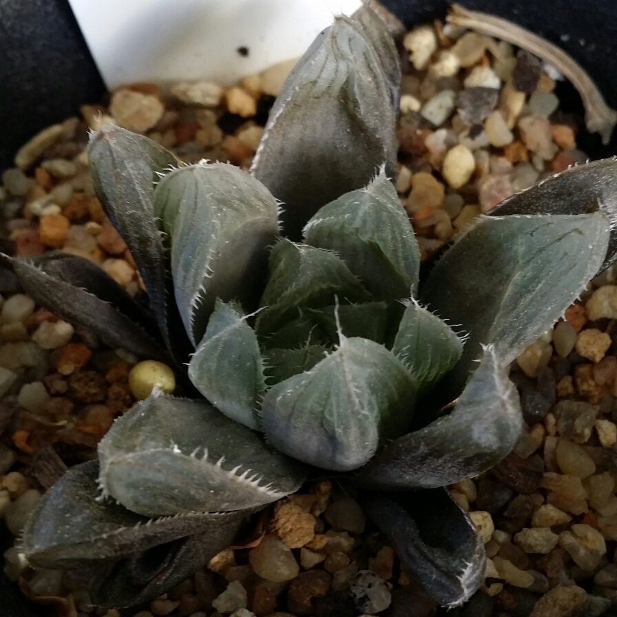 Haworthia Cooperi var. Shizukuemaki in the GardenTags plant encyclopedia Haworthia Cooperi var. Shizukuemaki in the GardenTags plant encyclopedia