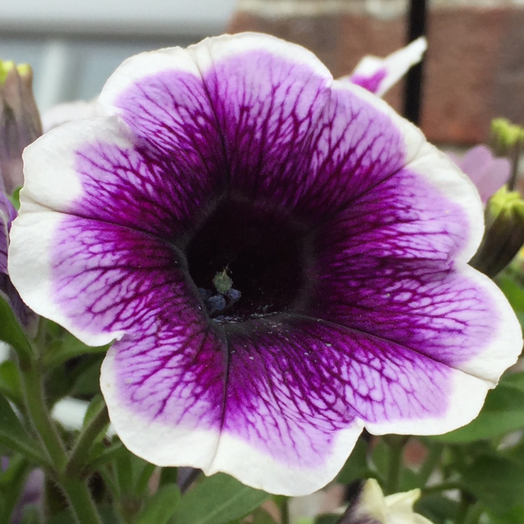 Petunia Purple Halo in the GardenTags plant encyclopedia Petunia Purple Halo in the GardenTags plant encyclopedia
