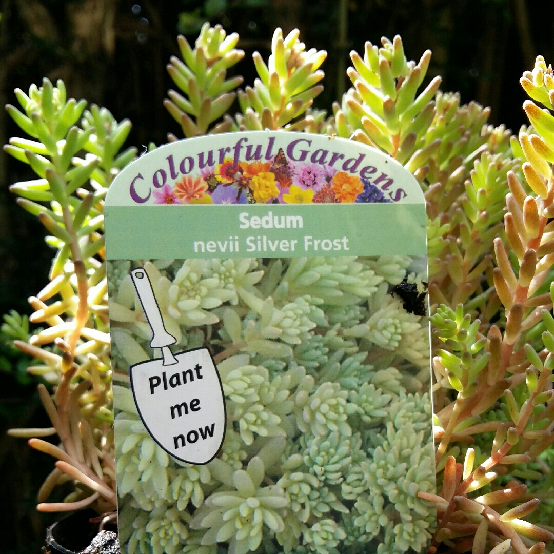 Sedum Nevii Silver Frost in the GardenTags plant encyclopedia Nevius Stonecrop Silver Frost in the GardenTags plant encyclopedia
