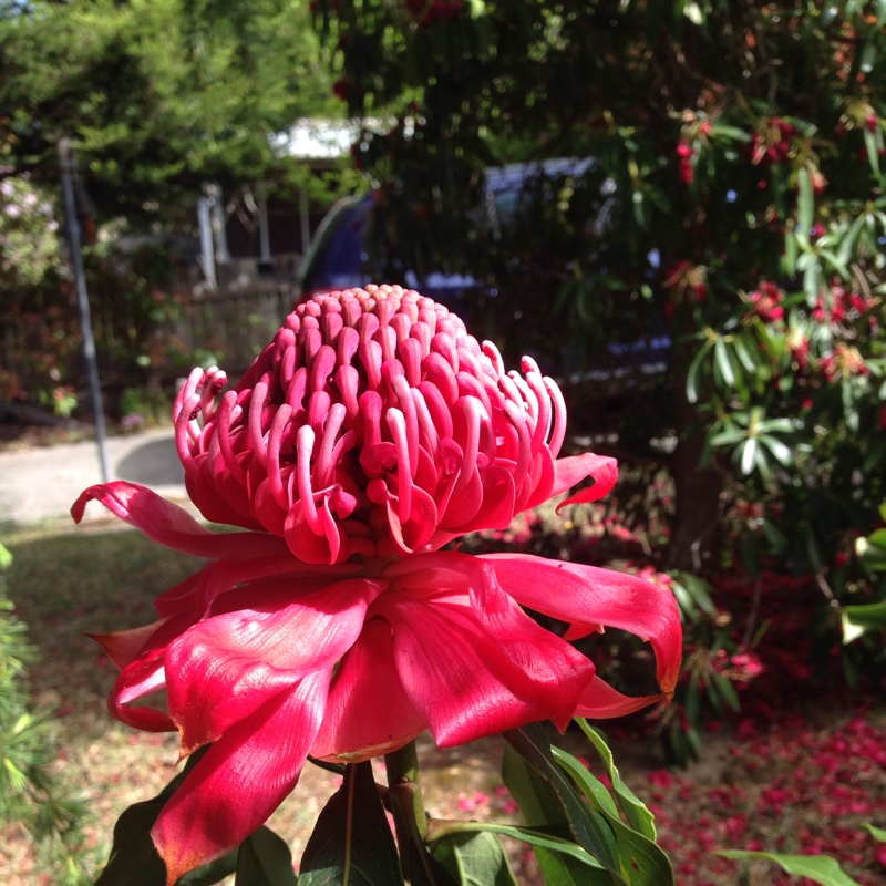 Waratah in the GardenTags plant encyclopedia