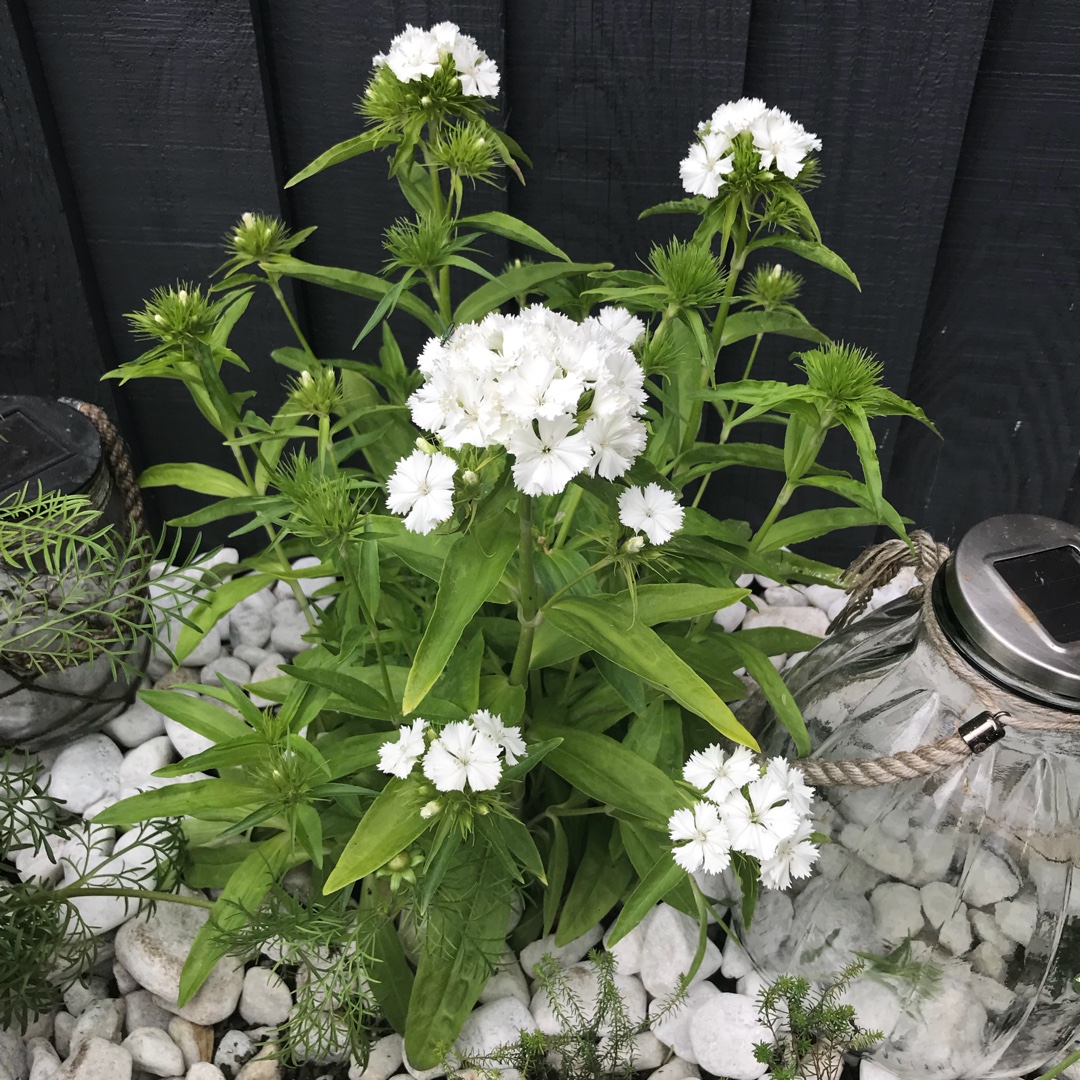 Sweet William Dash White in the GardenTags plant encyclopedia