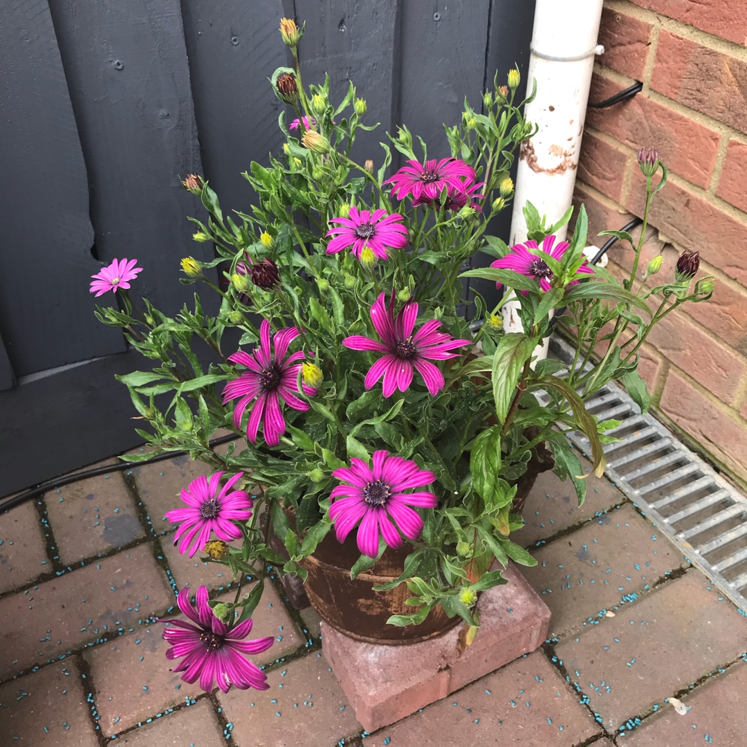 Osteospermum Tresco Purple in the GardenTags plant encyclopedia African Daisy Tresco Purple in the GardenTags plant encyclopedia