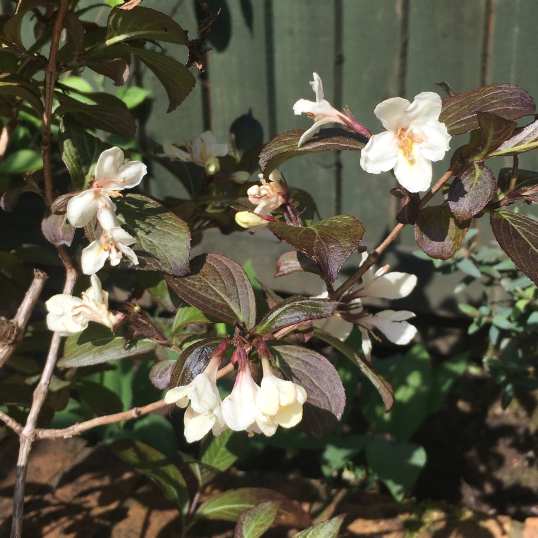 Weigela Velda syn. Weigela Ebony and Ivory, Weigela Tuxedo in the GardenTags plant encyclopedia Weigela Ebony and Ivory in the GardenTags plant encyclopedia