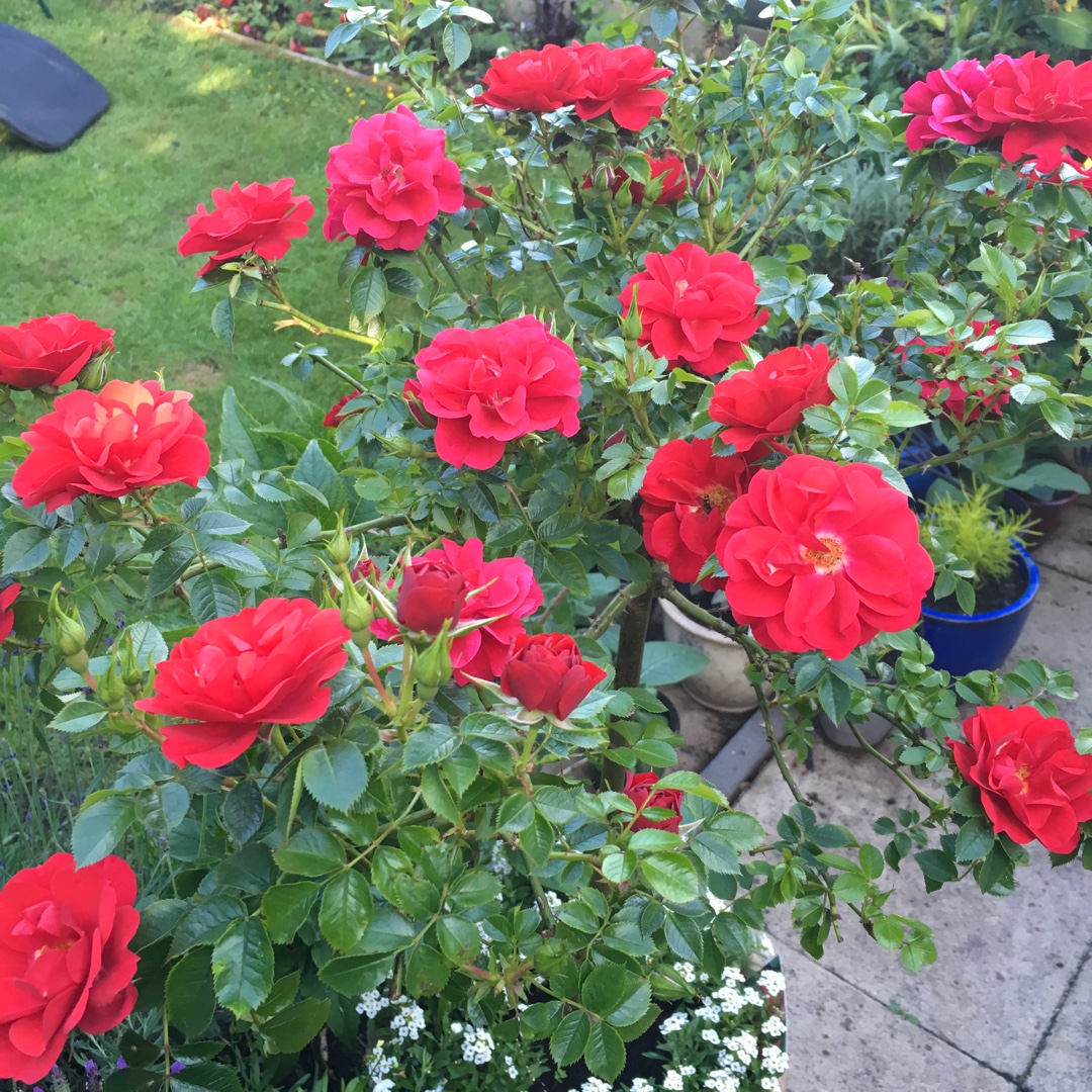 Rosa Love Never Dies in the GardenTags plant encyclopedia Patio Rose Love Never Dies in the GardenTags plant encyclopedia