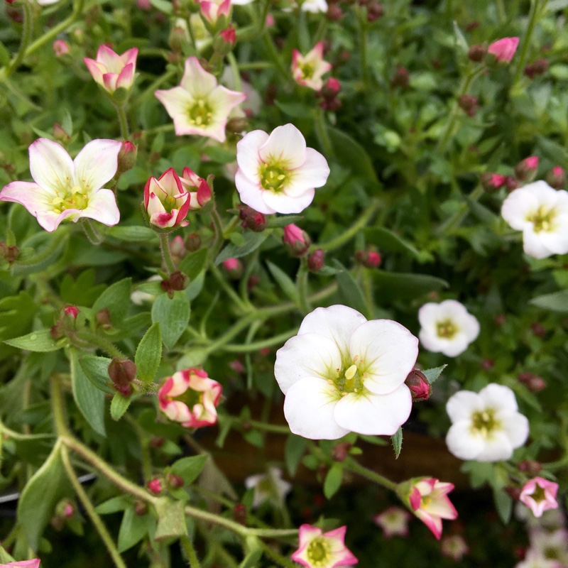Saxifraga in the GardenTags plant encyclopedia Saxifrage in the GardenTags plant encyclopedia