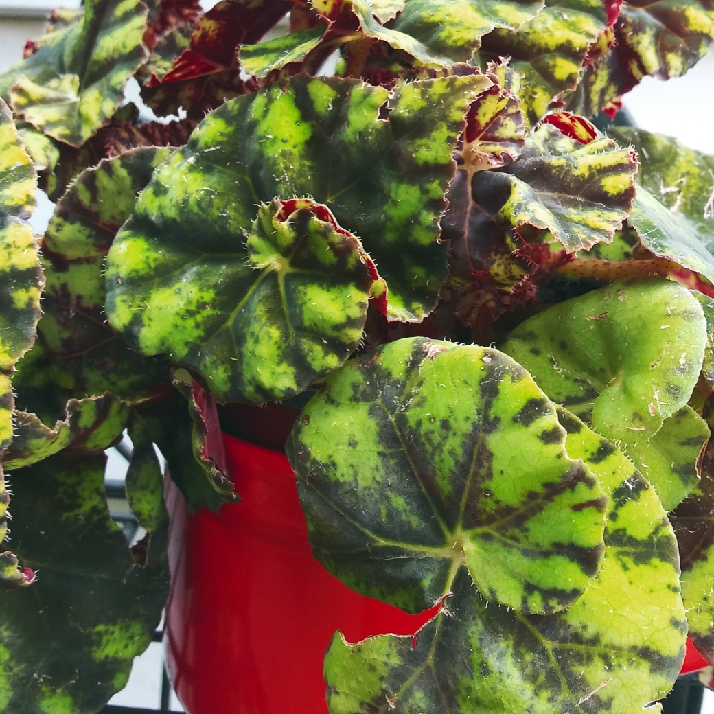 Begonia bowerae Tiger in the GardenTags plant encyclopedia Begonia Bowerae Tiger in the GardenTags plant encyclopedia