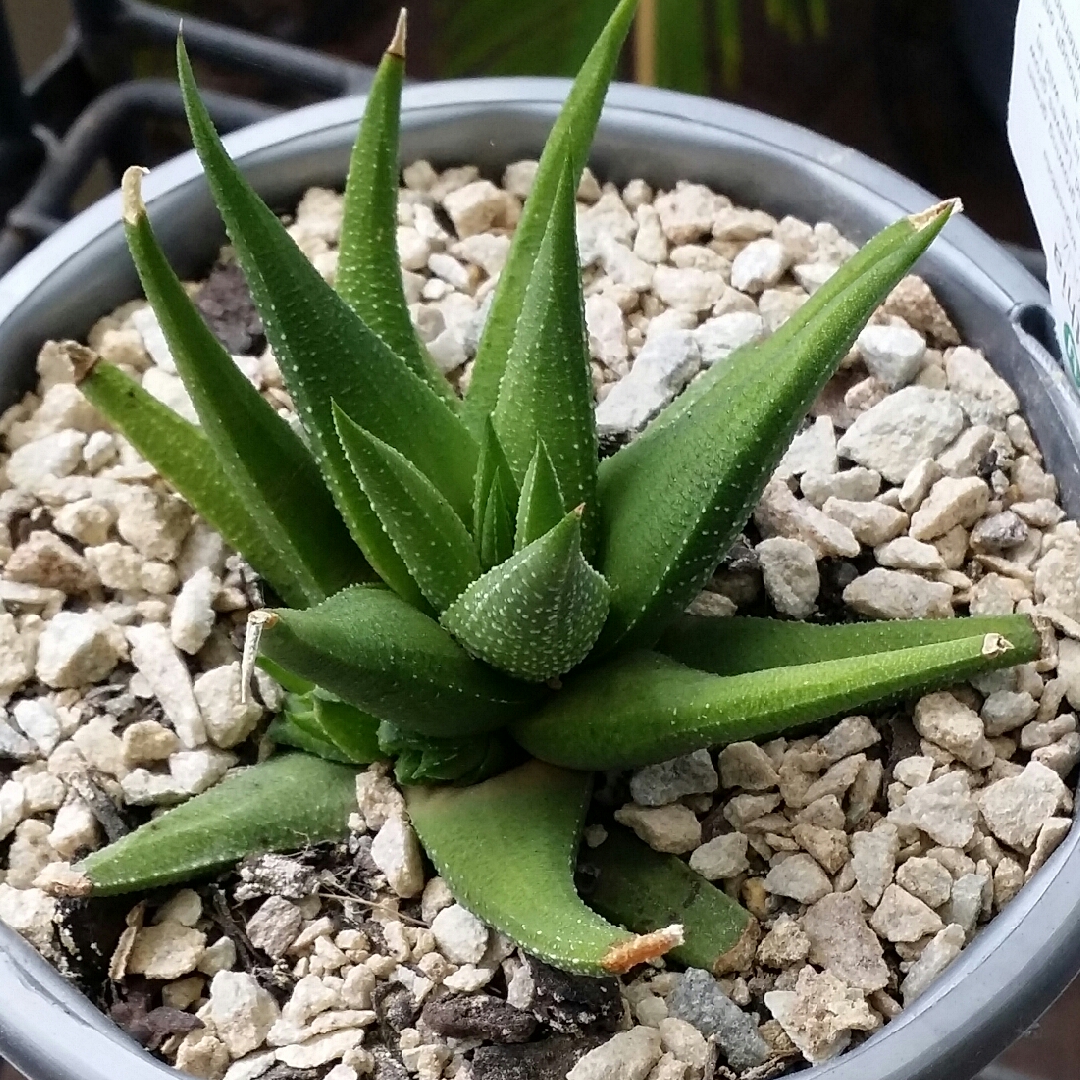 Haworthia angustifolia in the GardenTags plant encyclopedia Haworthia in the GardenTags plant encyclopedia