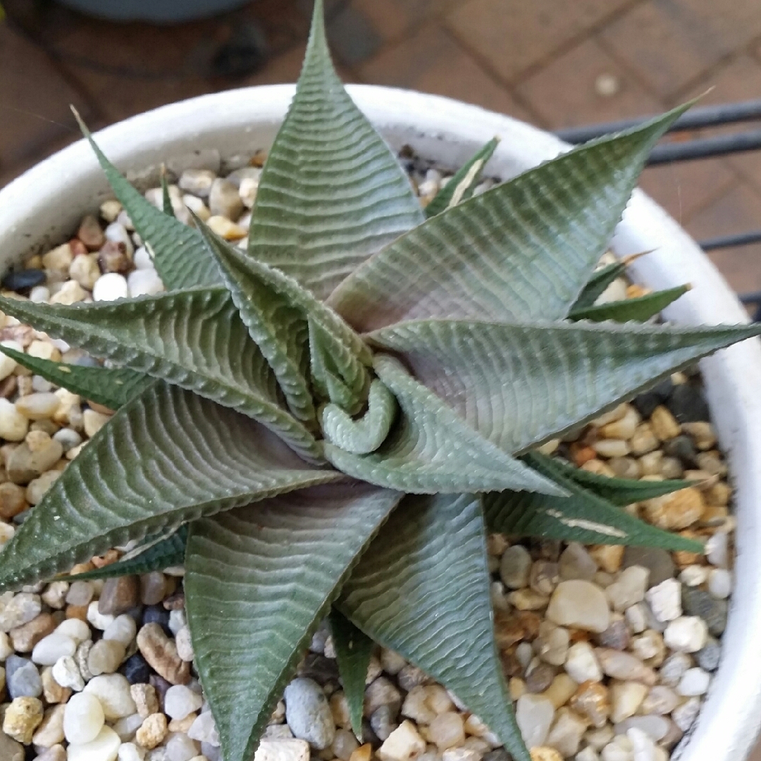Haworthiopsis limifolia Green Knight in the GardenTags plant encyclopedia