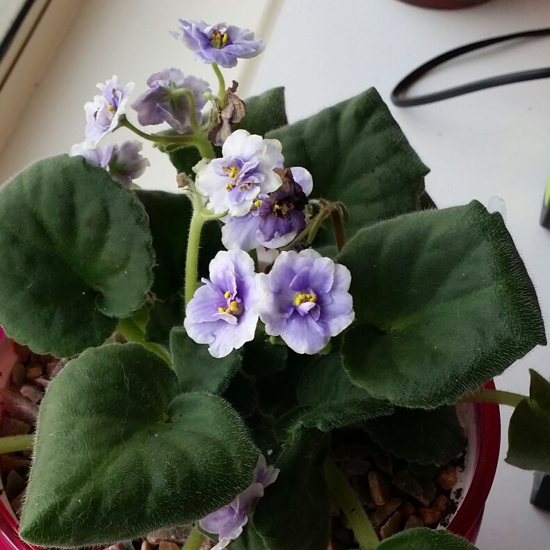 Streptocarpus sect. Saintpaulia Rapid Transit syn. Saintpaulia Rapid Transit in the GardenTags plant encyclopedia African Violet Rapid Transit in the GardenTags plant encyclopedia