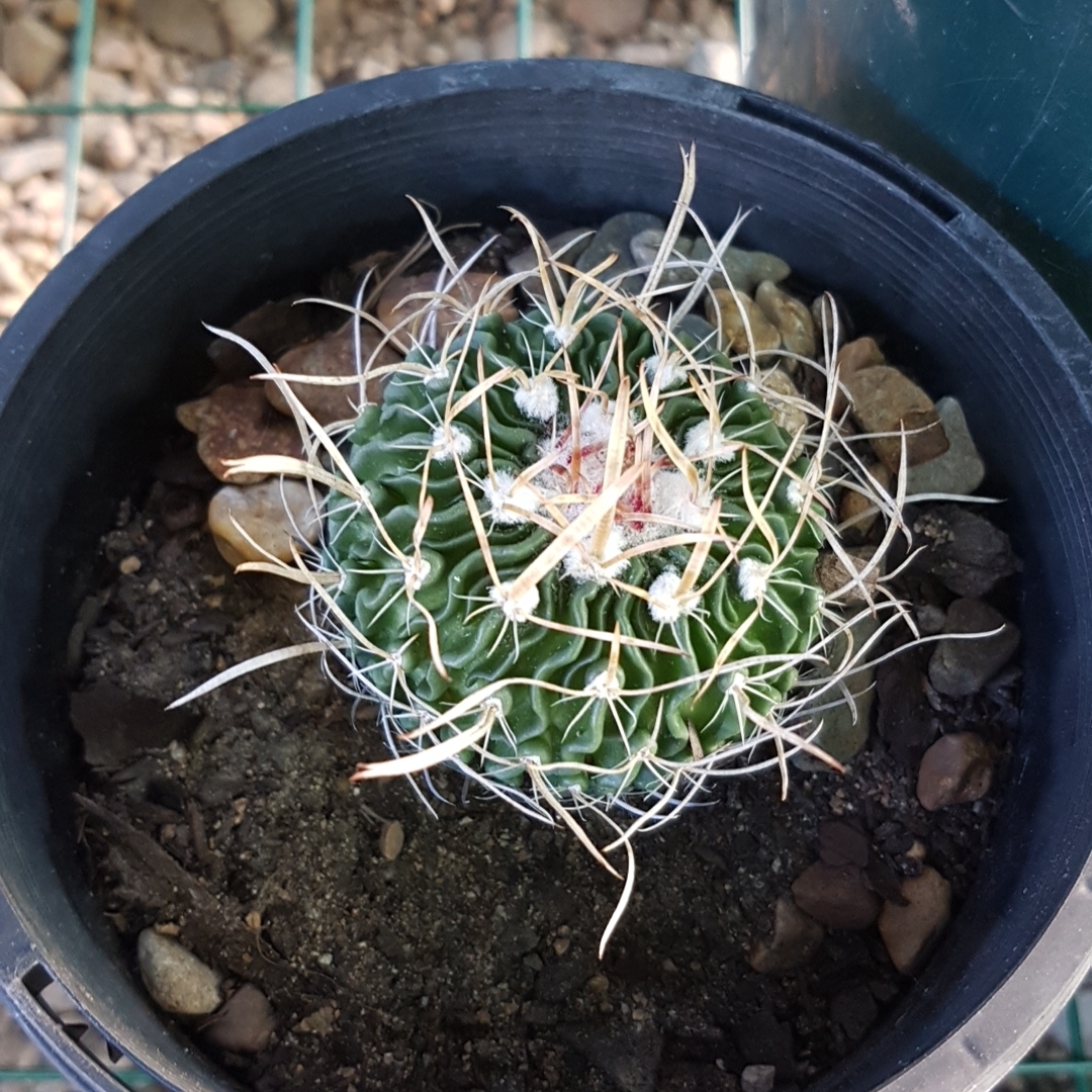Echinopsis x wilkensii in the GardenTags plant encyclopedia Echinopsis x wilkensii in the GardenTags plant encyclopedia