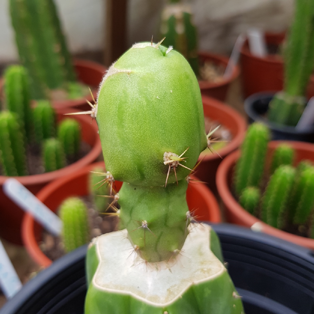 Echinopsis candicans syn. Trichocereus candicans in the GardenTags plant encyclopedia Argentine Giant in the GardenTags plant encyclopedia