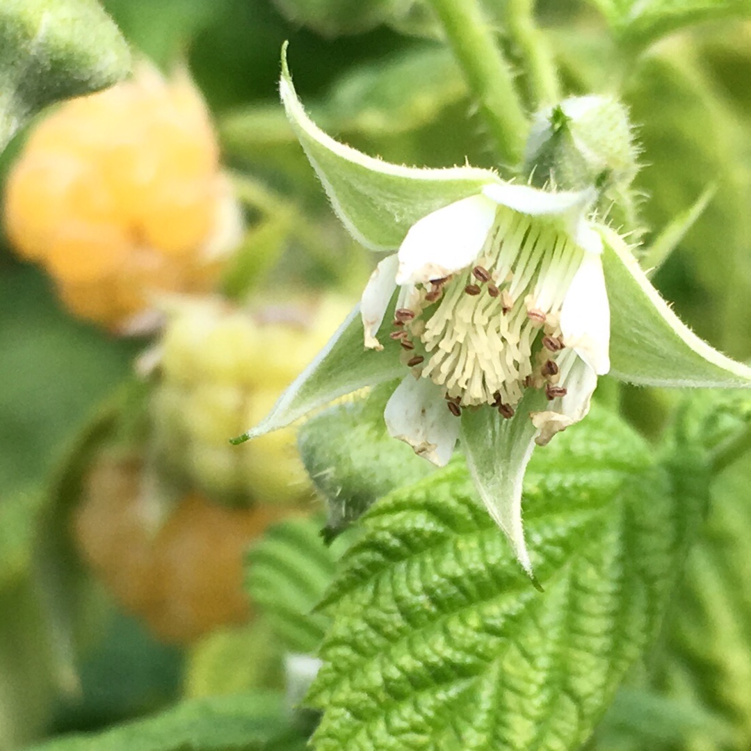 Raspberry Valentina in the GardenTags plant encyclopedia
