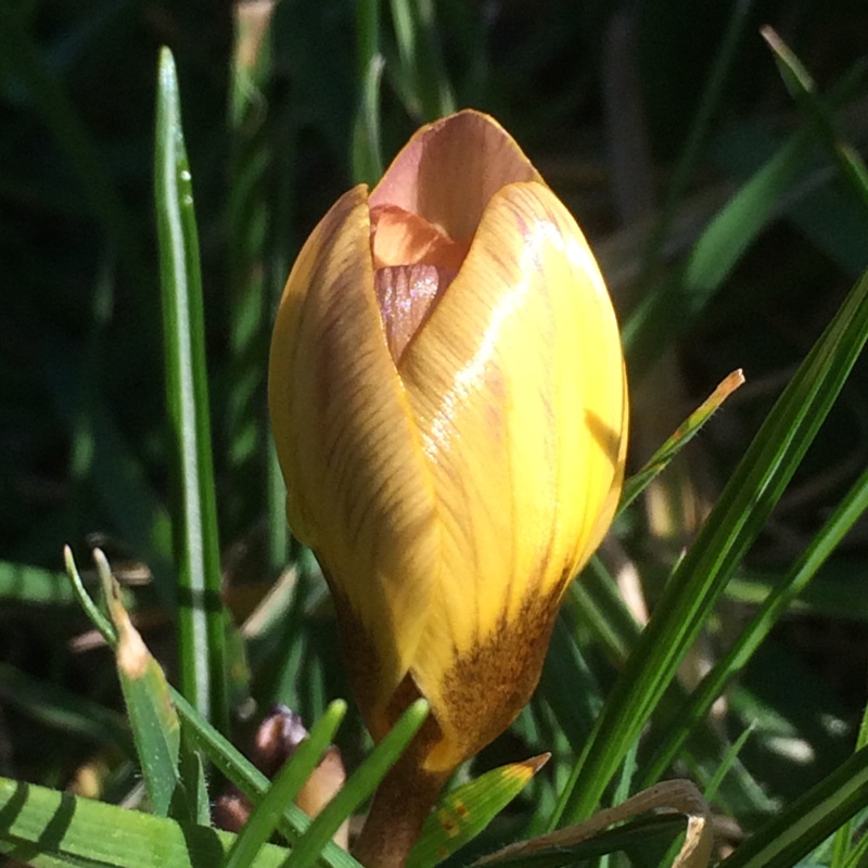 Crocus chrysanthus Constellation in the GardenTags plant encyclopedia Crocus Constellation in the GardenTags plant encyclopedia