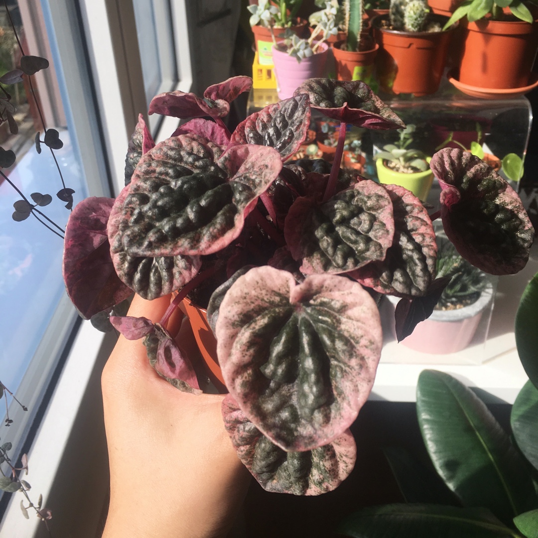 Peperomia caperata Apricot in the GardenTags plant encyclopedia Peperomia Apricot in the GardenTags plant encyclopedia