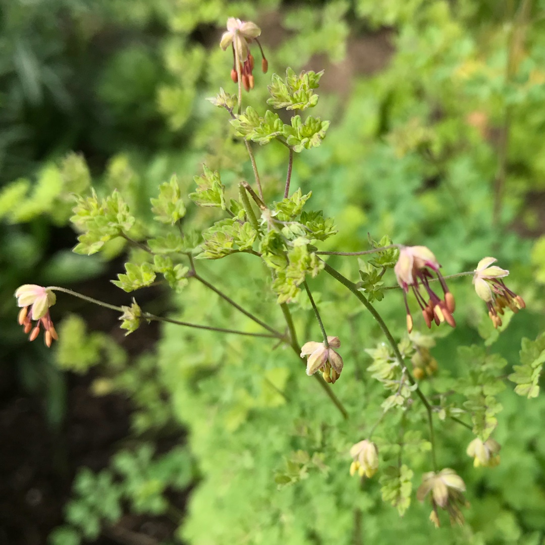 Thalictrum isopyroides in the GardenTags plant encyclopedia Thalictrum isopyroides in the GardenTags plant encyclopedia