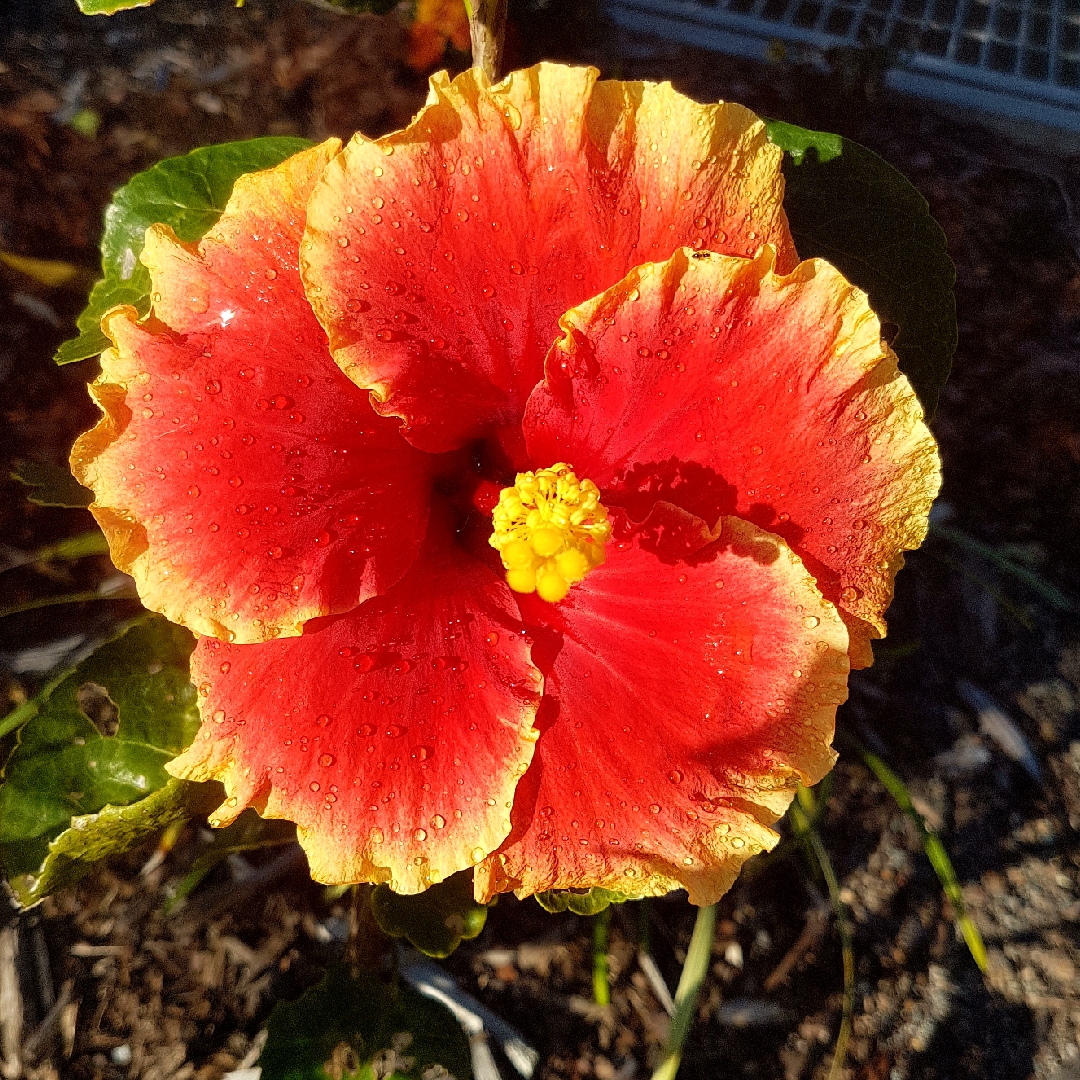 Hibiscus rosa-sinensis Junes Joy in the GardenTags plant encyclopedia Hibiscus Junes Joy in the GardenTags plant encyclopedia