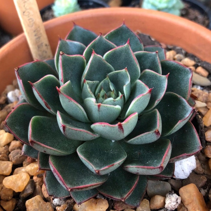 5198 Green Succulent Global Forever, Echeveria Plant