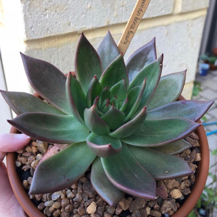 Echeveria Agavoides Bronze Beauty in the GardenTags plant encyclopedia Echeveria Agavoides Bronze Beauty in the GardenTags plant encyclopedia